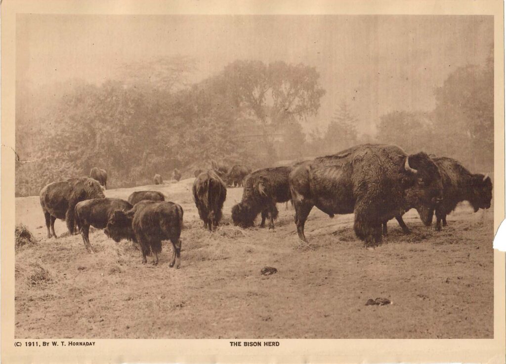 Bison at Bronx Zoo, bison restoration, bison conservation, Ken Burns, documentary film, The American Buffalo