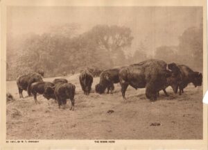 Bison at Bronx Zoo