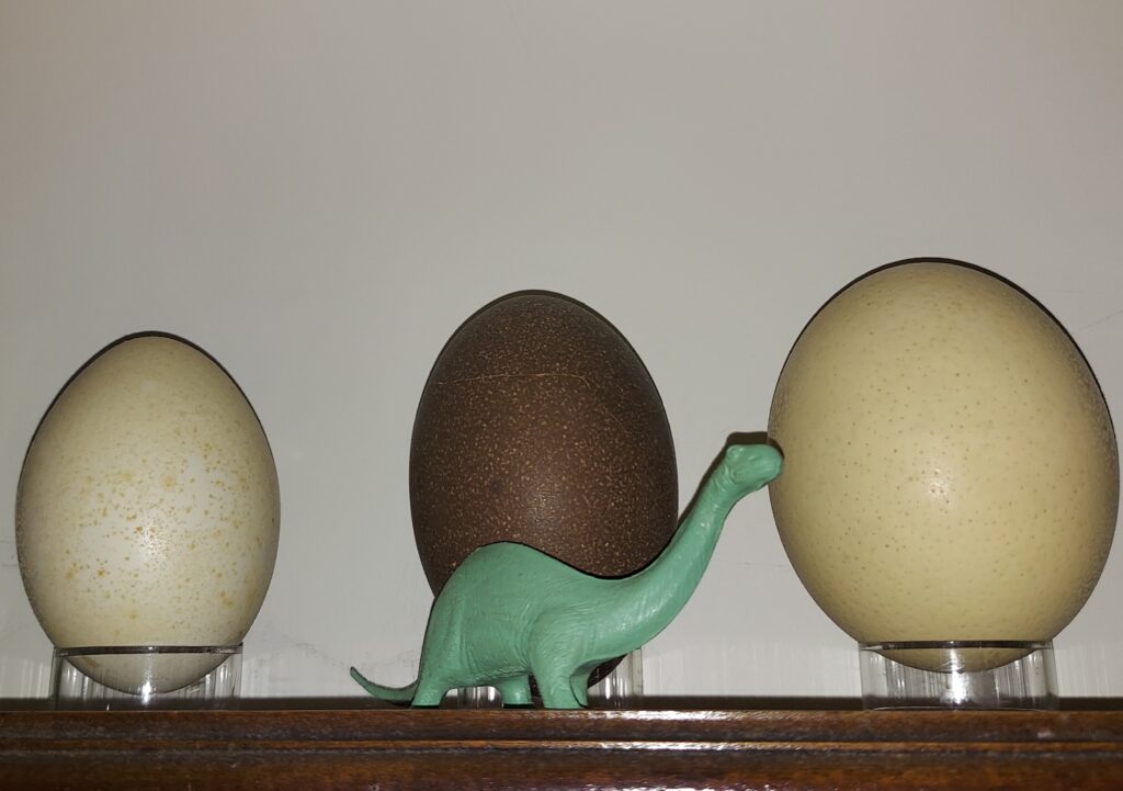 bird eggs, rhea, ostrich, emu, dinosaurs, origin of eggs