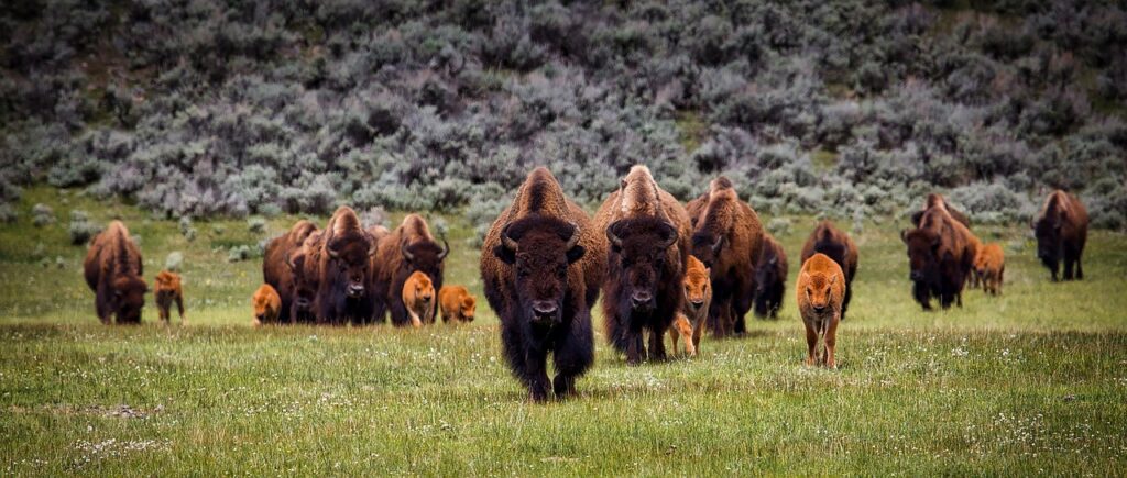 bison, bison attack, hostile bison, bison gore, bison charge, Yellowstone