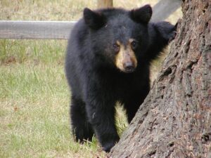 black bear, cub