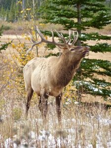 elk, wapiti, bull elk, trumpeting