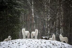 wolf, wolf families