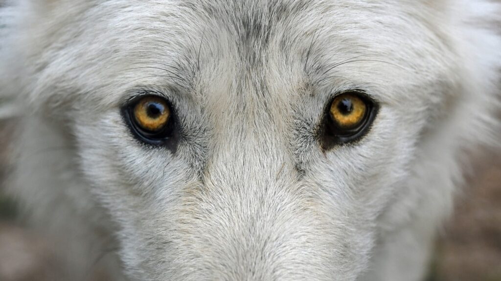wolf, eyes of wolf